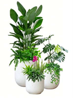 江北花木租摆品牌-宁波花卉店-奉化绿植租摆合作-北仑绿化养护知识
